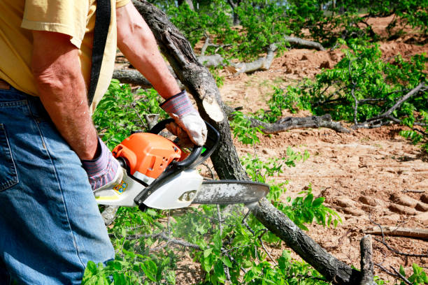 How Our Tree Care Process Works  in  Mount Carroll, IL